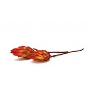 Protea Repens rot geflammt